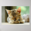 Search for little kitty posters Kitten