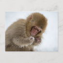 Search for japanese snow monkeys postcards Outdoors