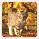 Search for autumn kitten stickers Kitty