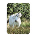 Search for ponies magnets Cute