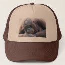 Search for orangutans hats Ape
