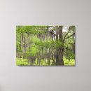 Search for cypress canvas prints Green