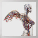 Search for lymphatic system posters Medicine