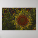 Search for sunflower seed posters Bloom
