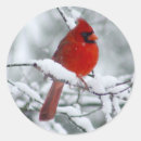 Search for cardinal in the snow stickers Animals