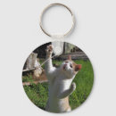 Search for predators rings key rings Cat