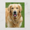 Search for retrieve postcards Pets
