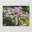 Search for primrose cards invites Pink