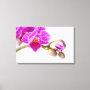 Search for orchidee Pink