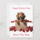 Search for dachshund mothers day cards Pet