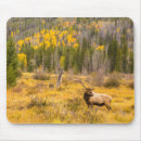 Search for bull elk mousepads Colorado