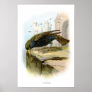 Search for passerines posters Wildlife