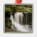 Search for australia christmas tree decorations Nature