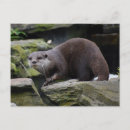 Search for otter postcards Water