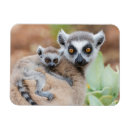 Search for ring tailed magnets Lemur