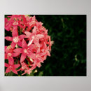 Search for fuschia art Beautiful