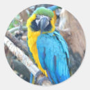 Search for colourful bird stickers Pets