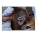 Search for orphans Animals