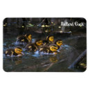 Search for anas magnets Duck