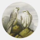 Search for falcon stickers Hawk