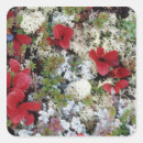 Search for arctic tundra stickers Nature
