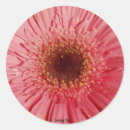 Search for gerbera daisy stickers Pink