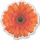 Search for orange gerbera daisy stickers Floral