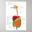 Search for digest Gastrointestinal tract