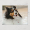 Search for sheltie postcards Canine