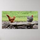 Search for rhode island posters Hen