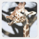 Search for funny giraffes stickers Africa