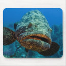 Search for jardine mousepads Cuba