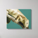 Search for happy lizard Reptile