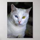 Search for turkish art Cat