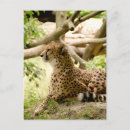 Search for looking away Cheetah