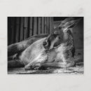 Search for kangaroo postcards Animal
