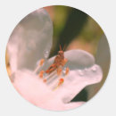 Search for grasshopper stickers Animal