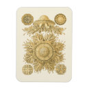 Search for creatures magnets Gold