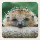 Search for hedgehogs coasters Animal