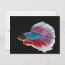 Search for betta fish Marine