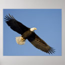 Search for alaska eagle art Wildlife