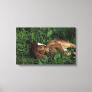 Search for thoroughbred canvas prints Foal