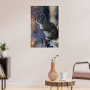 Search for squirrel lover posters Winter