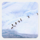 Search for pete stickers Antarctic peninsula