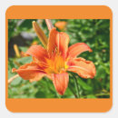 Search for tiger lily stickers Flora