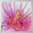Search for pollen art Closeup