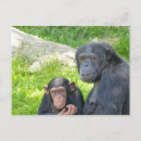 Search for chimpanzee postcards Animal