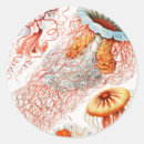 Search for biology stickers Ernst haeckel