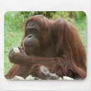 Search for eating mousepads Primate