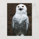 Search for yellow and grey postcards White